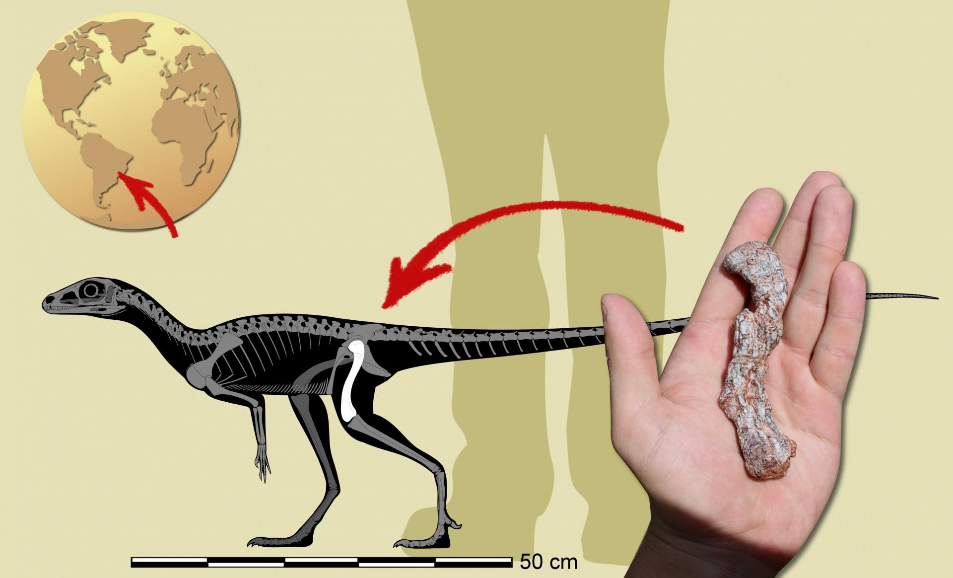 Descoberto no Brasil o mais antigo precursor dos dinossauros da América do  Sul – UFSM
