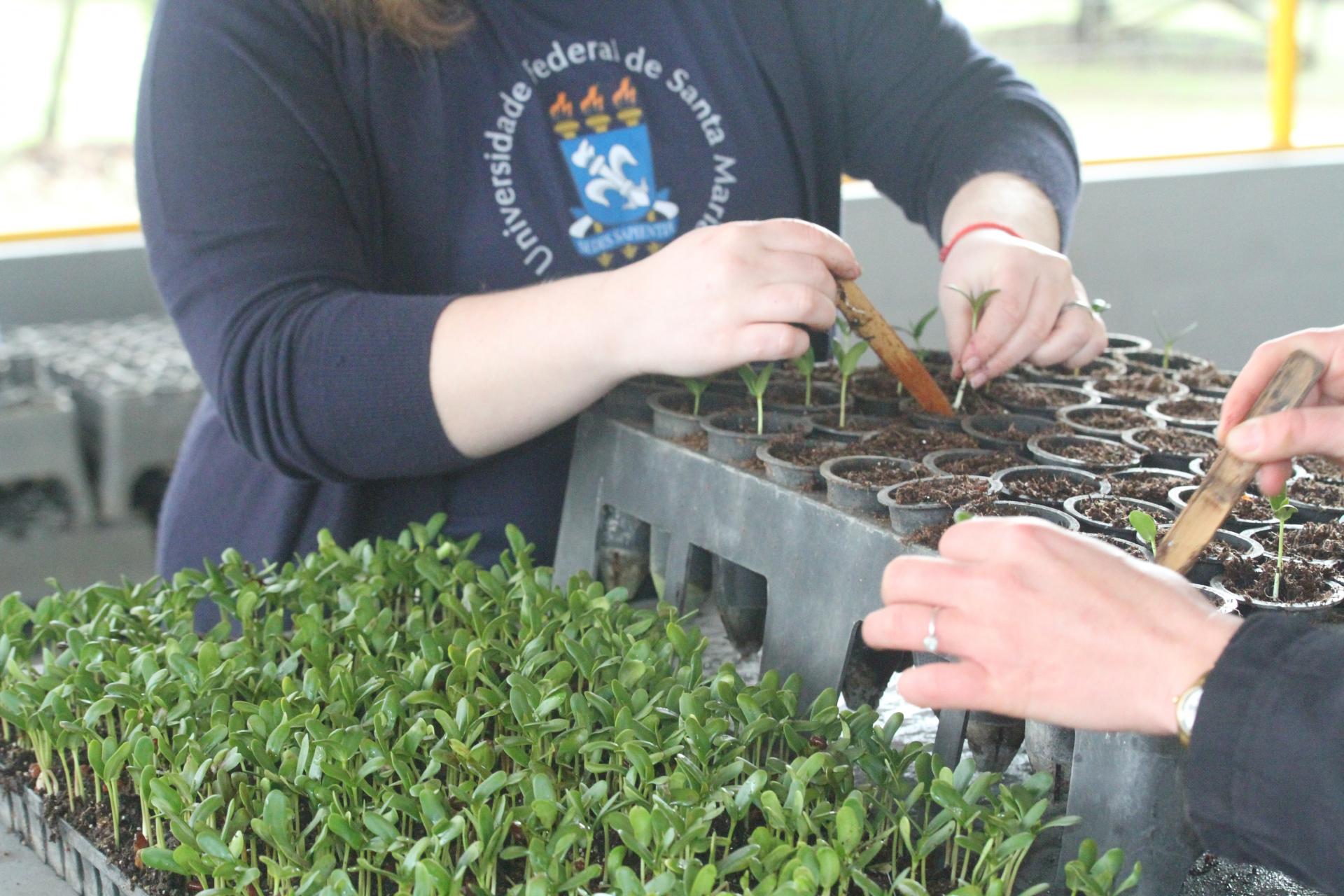 foto colorida retangular de duas pessoas, aparesenco apenas braços e mãos, mexendo em pequenas mudas de plantas em recipientes sobre uma bancada. Uma das pessoas usa camiseta preta com logo da UFSM