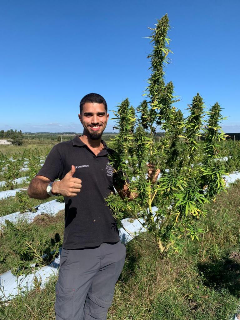 Foto colorida vertical de estudante com planta de cânhamo