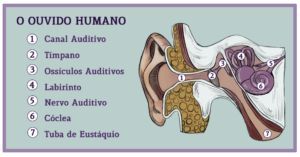 Ilustração do ouvido humano, dividido em 7 partes: canal auditivo, tímpano, ossículos auditivos, labirinto, nervo auditivo, cóclea e tuba de eustáquio.