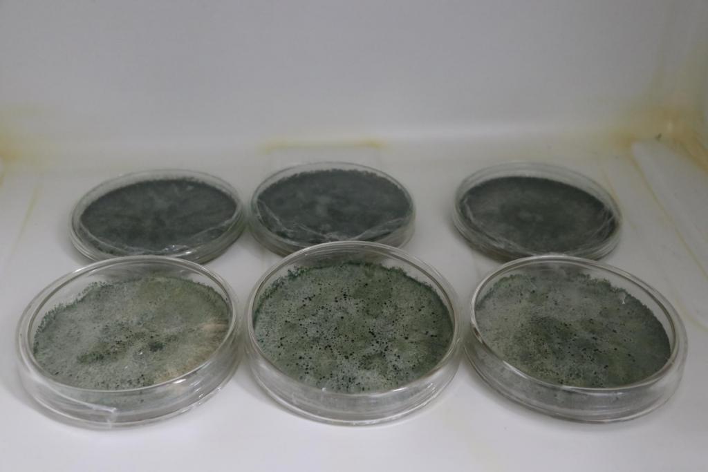 Fotografia horizontal e colorida de seis placas de petri com fungos dentro. Elas estão dispostas em duas fileiras. O fungo tem cor verde acinzentado e textura de bolor. As placas estão em uma geladeira de laboratório, que é branca e tem manchas amareladas nas extremidades.