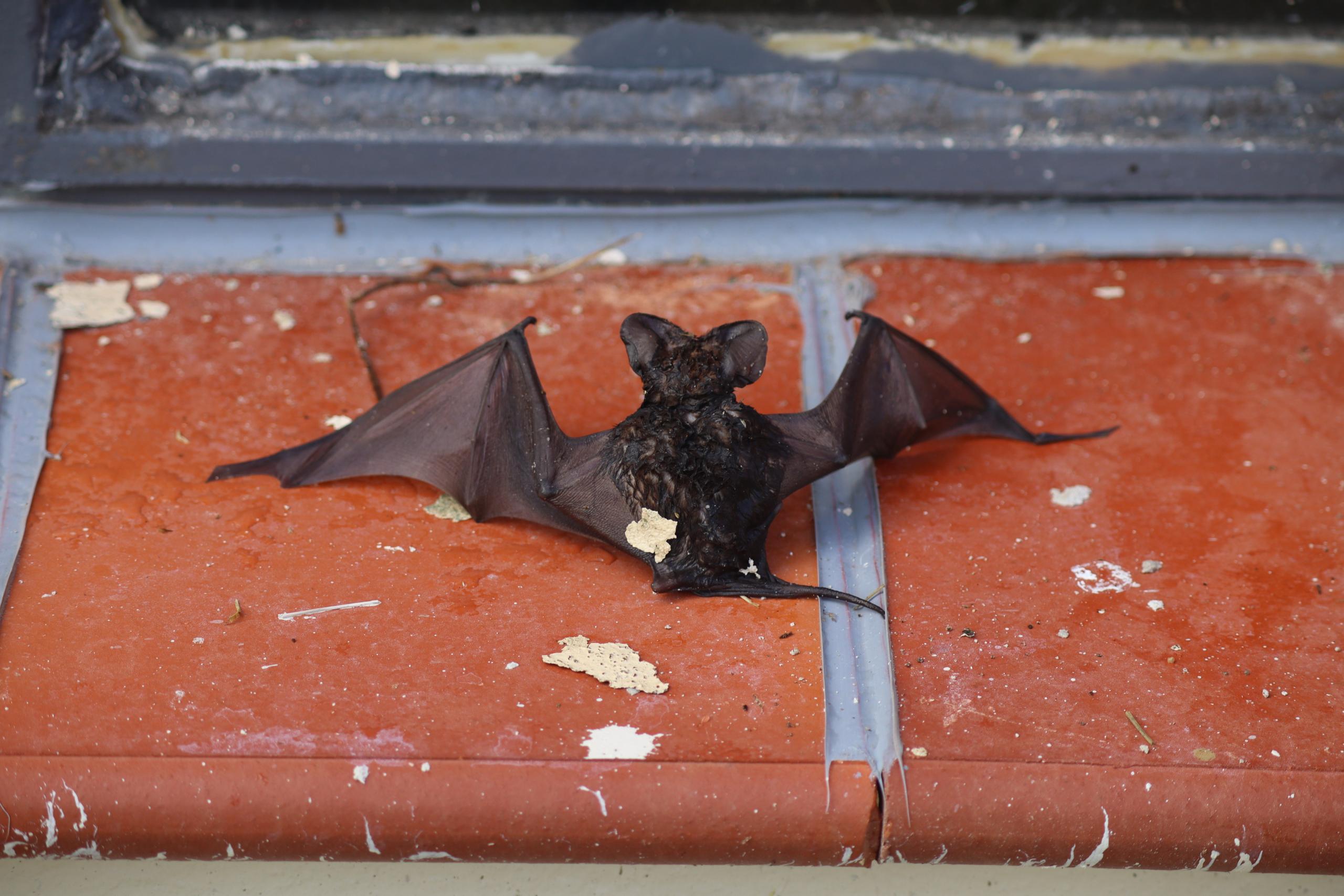 Fotografia horizontal e colorida de um morcego morto em cima de lajotas marrom avermelhadas, separadas por rejuntes na cor cinza. O morcego é preto e está com as asas abertas e rígidas. Algumas partes do corpo do morcego estão desfiguradas. Na lajota, há algumas manchas de tinta branca e pedaços de tinta creme secos. Ao fundo, a base de metal da janela em cor cinza.