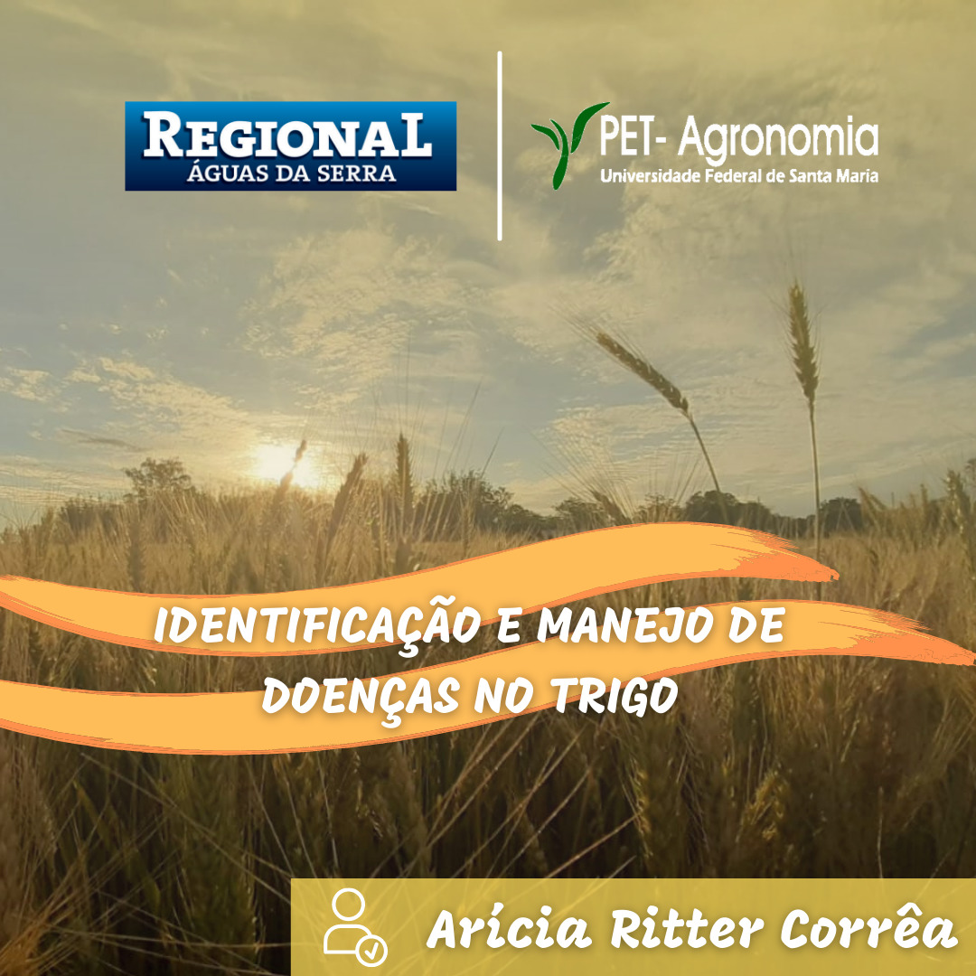 Identifica O E Manejo De Doen As No Trigo Pet Agronomia